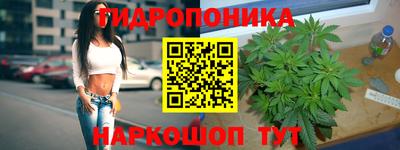 крисы Можга